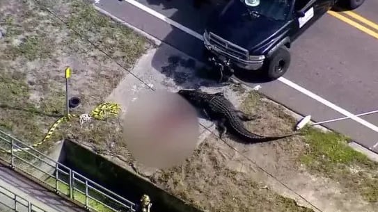 Crocodilo de quatro metros carregava corpo humano