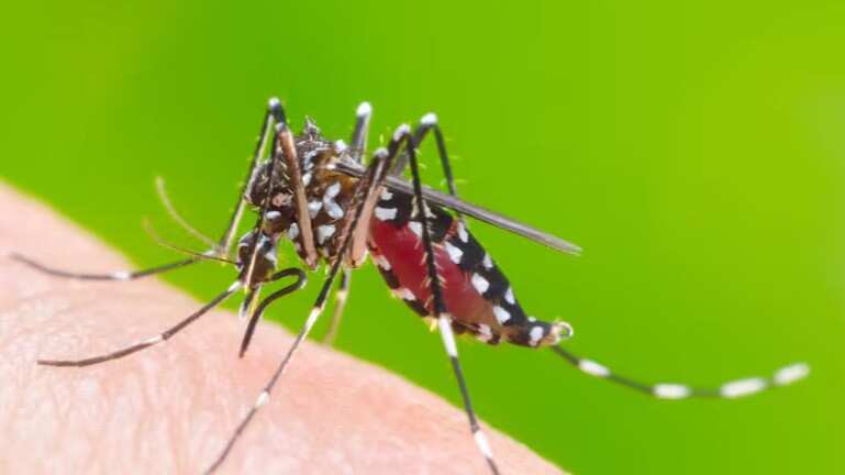 Aedes aegypti, el mosquito que transmite dengue, zika o chikungunya