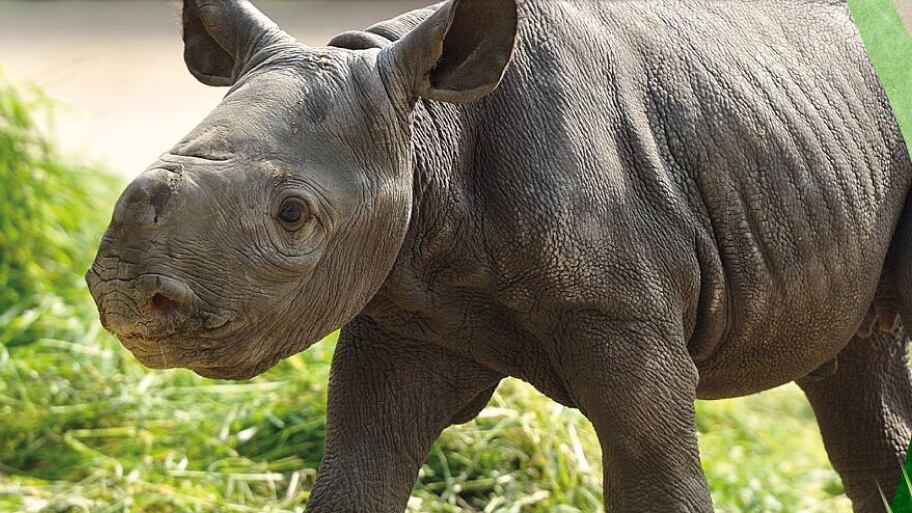 Silverio, rinoceronte blanco