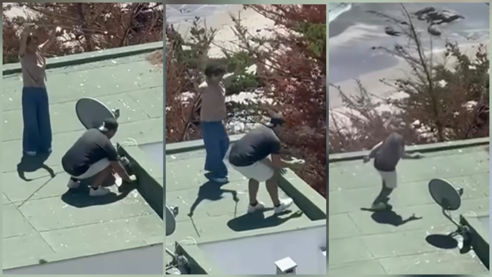 Vecinos indicaron conflictos por nidos en condominios costeros durante la temporada reproductiva de gaviotas.