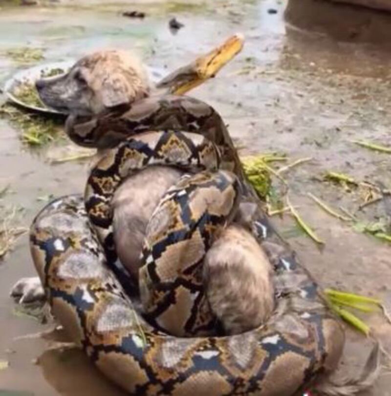 Una boa constrictor rodea el perro callejero.