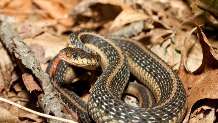 Avistamiento de serpiente en Valparaíso sorprendió a peatones: Vecinos recurrieron al SAG