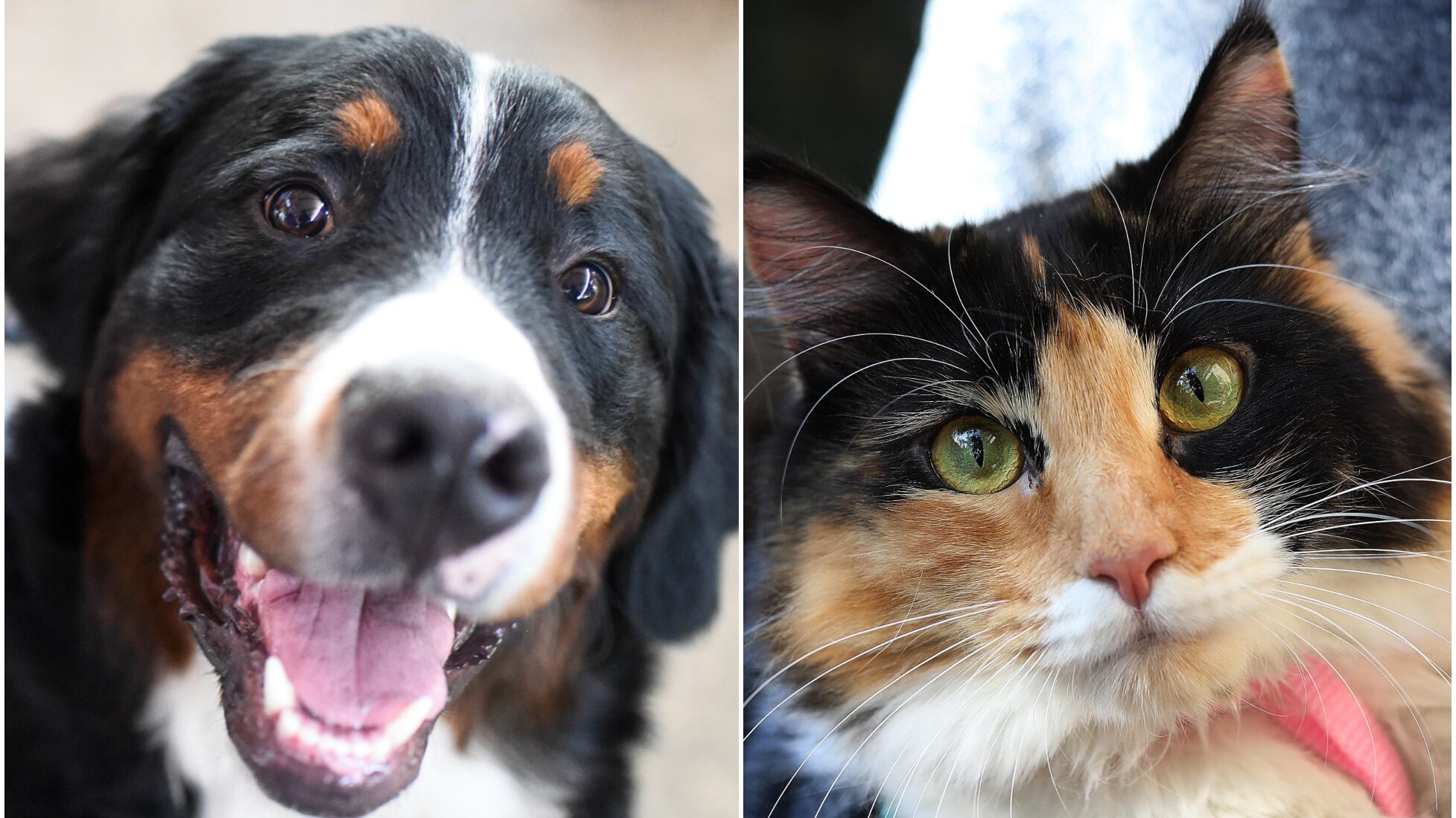 Cómo proteger a las mascotas de alergias