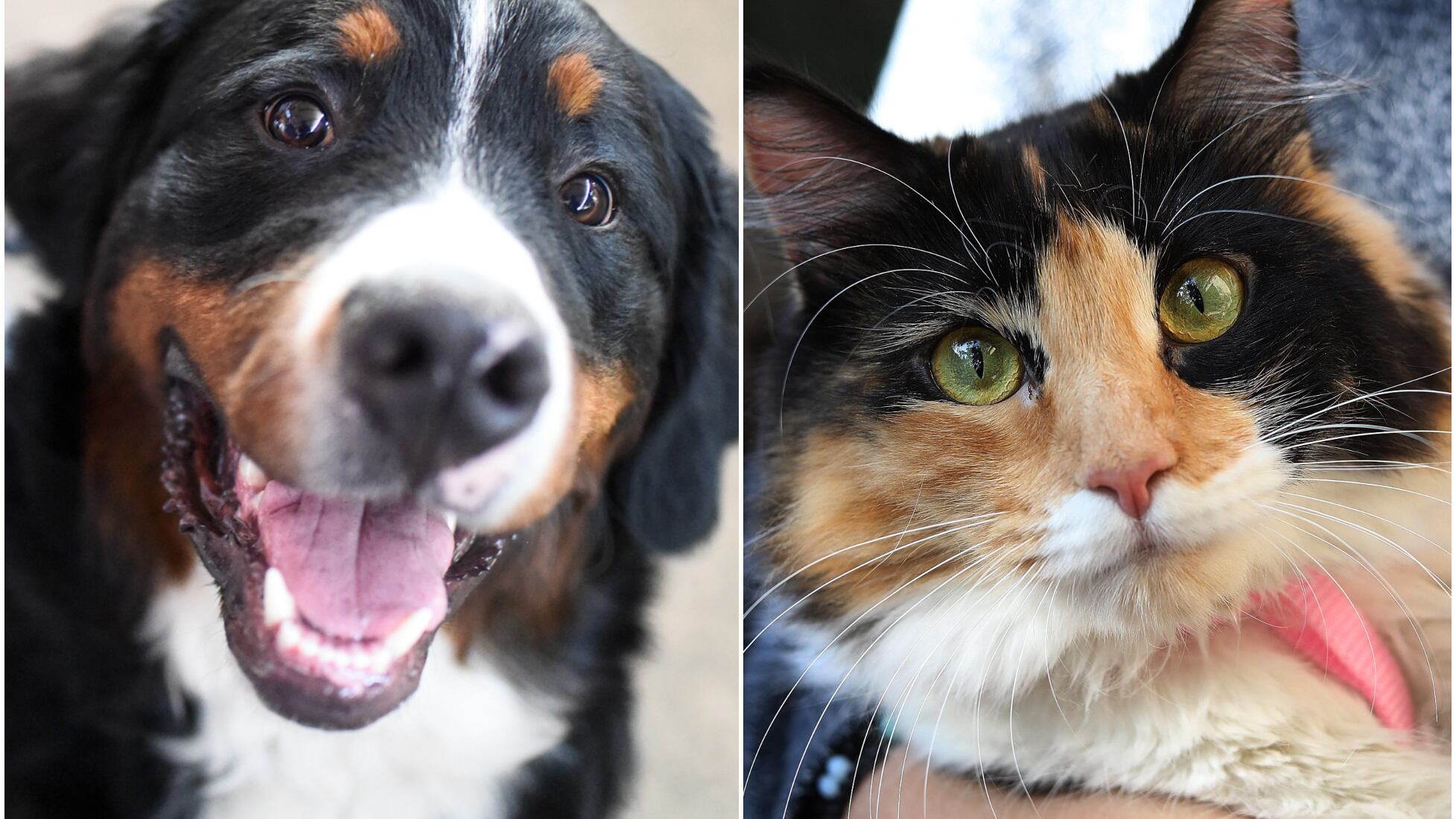 Cómo proteger a las mascotas de alergias