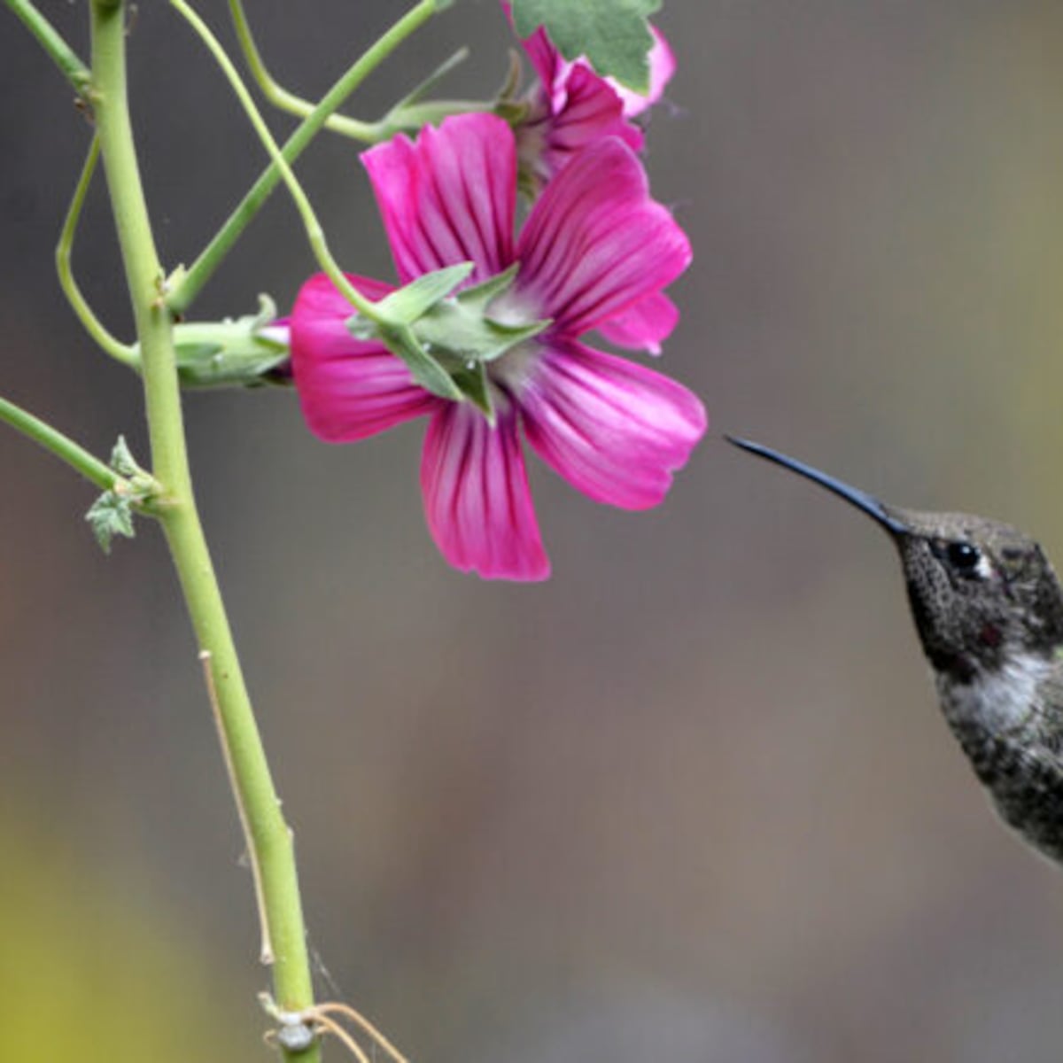 Abejas y colibríes consumen alcohol de forma constante Abejas y colibríes consumen alcohol de forma constante