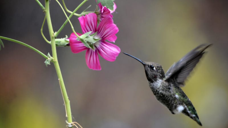 Abejas y colibríes están bebiendo alcohol en secreto todo el día