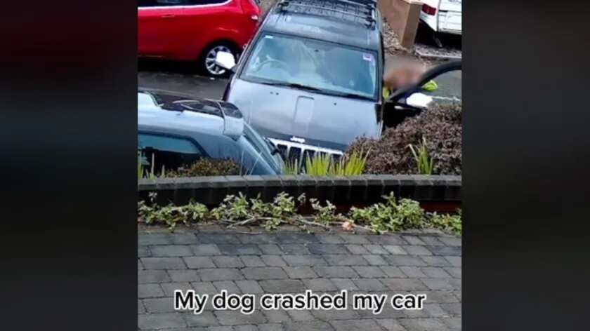 La travesura de este perro fue mayor