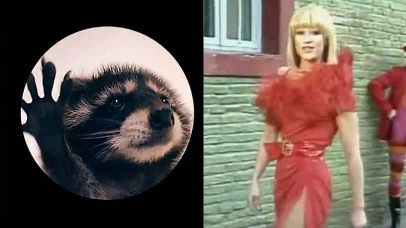 Pedro pedro pedro el mapache