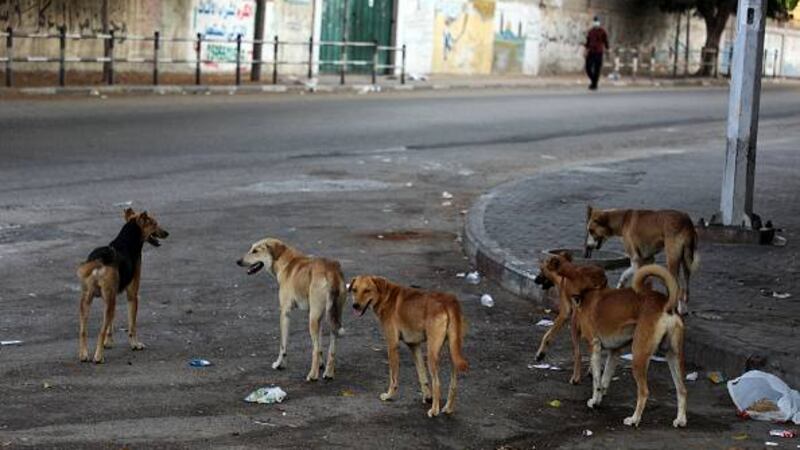 Serían cerca de 4.500: Municipalidad de San Pedro de Atacama pide eutanasia para perros callejeros