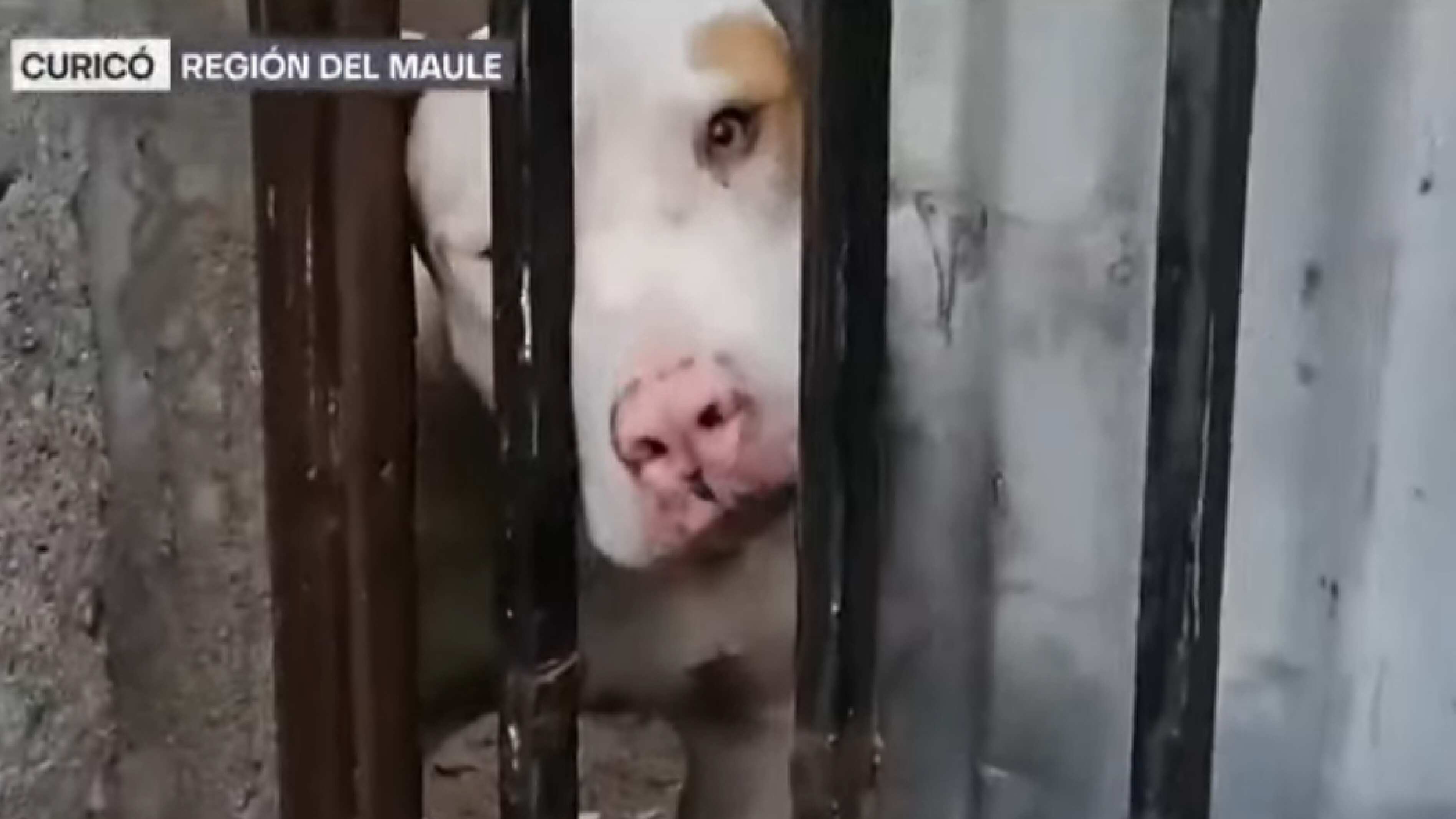 Muerto por un pitbull en Curicó.