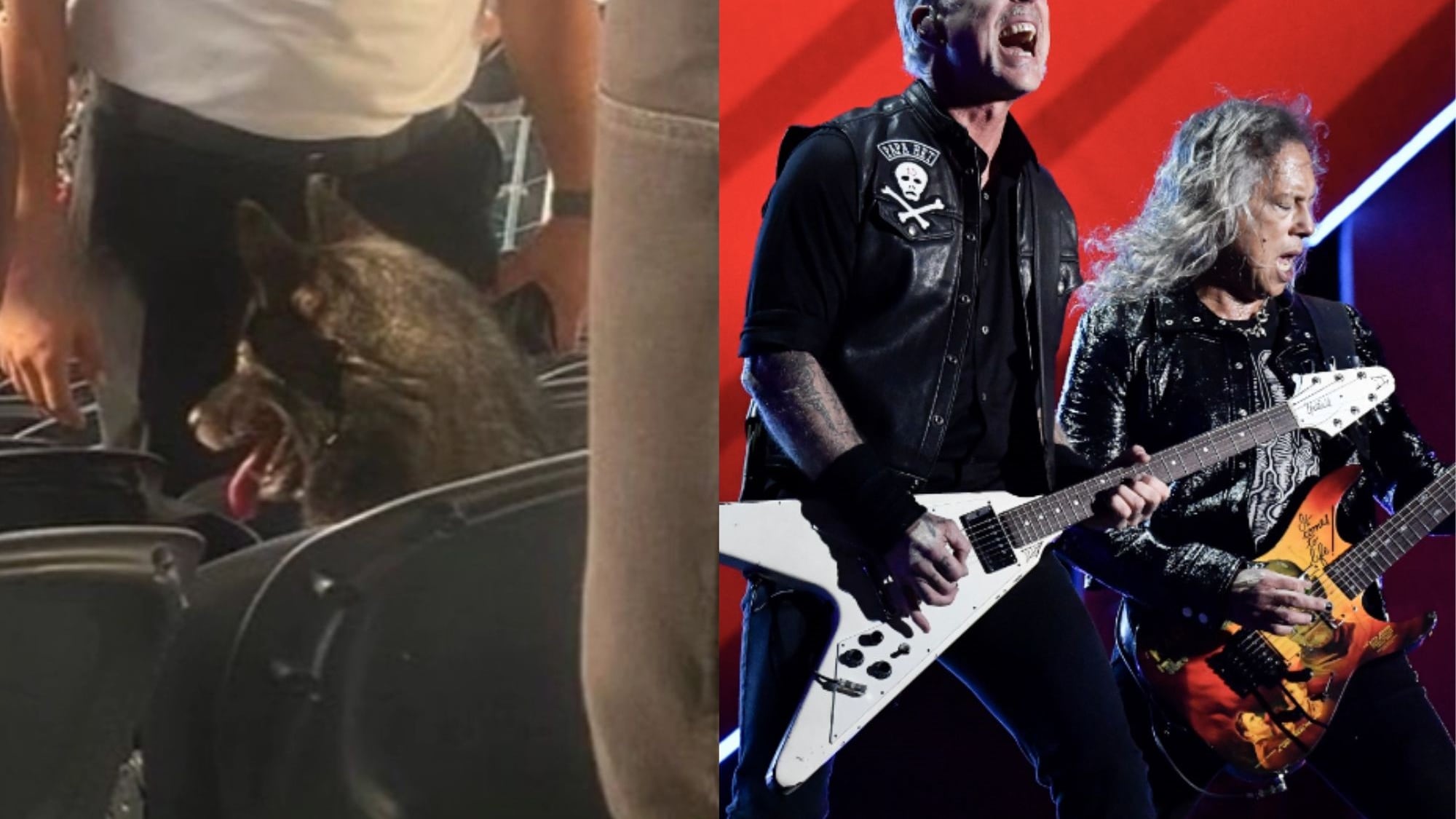 Perro en el show de Metallica | Captura