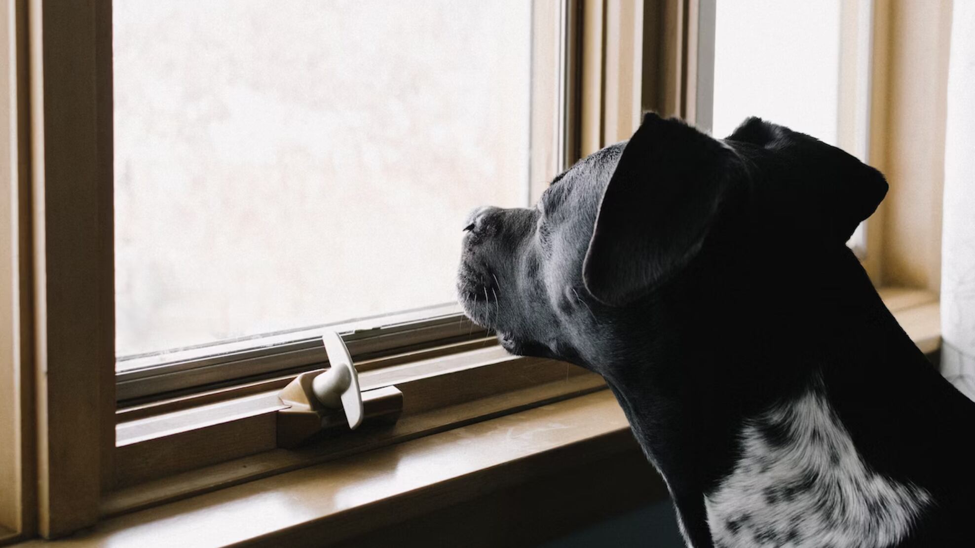 Los perros son muy ocurrentes