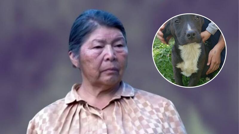 ¿Qué ocurrió con “Cholito”?: Fiscalía cuestionó existencia del perro que acompañaba a Julia Chuñil el día de su desaparición