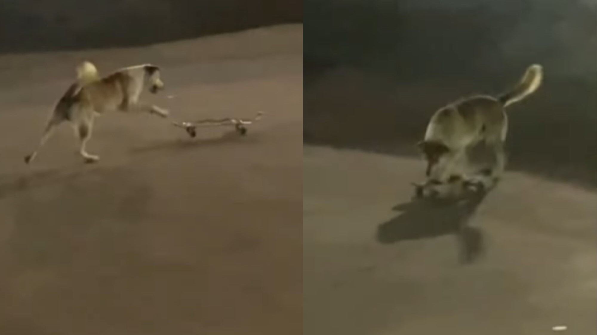 Perro haciendo acrobacias en skate genera reacciones en redes sociales