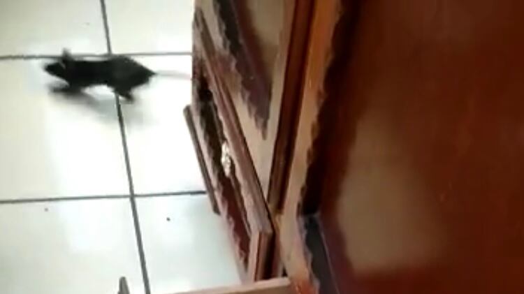 Video muestra el recorrido de una rata desde el balcón de un edificio.
