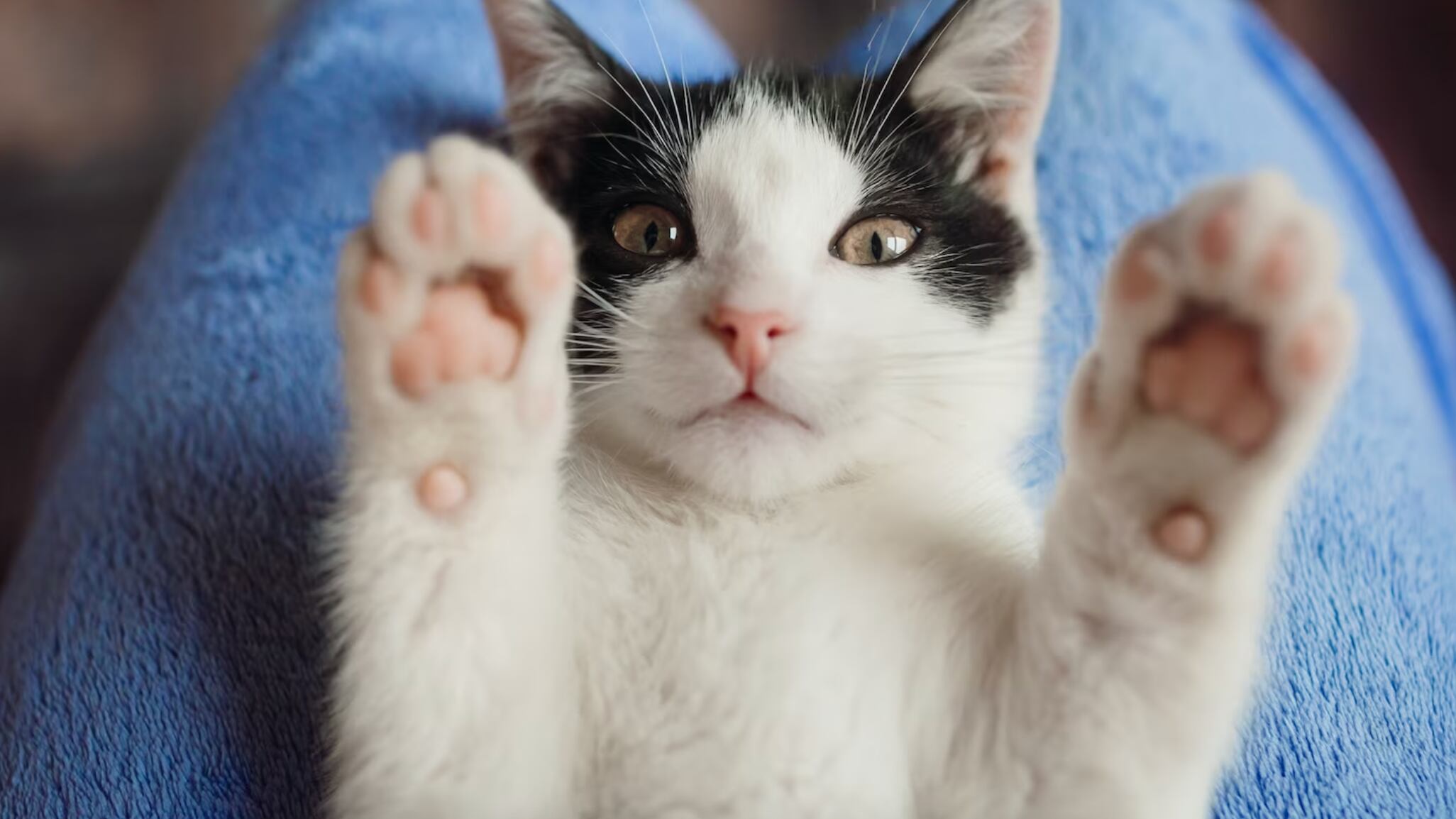 Un gato adorable