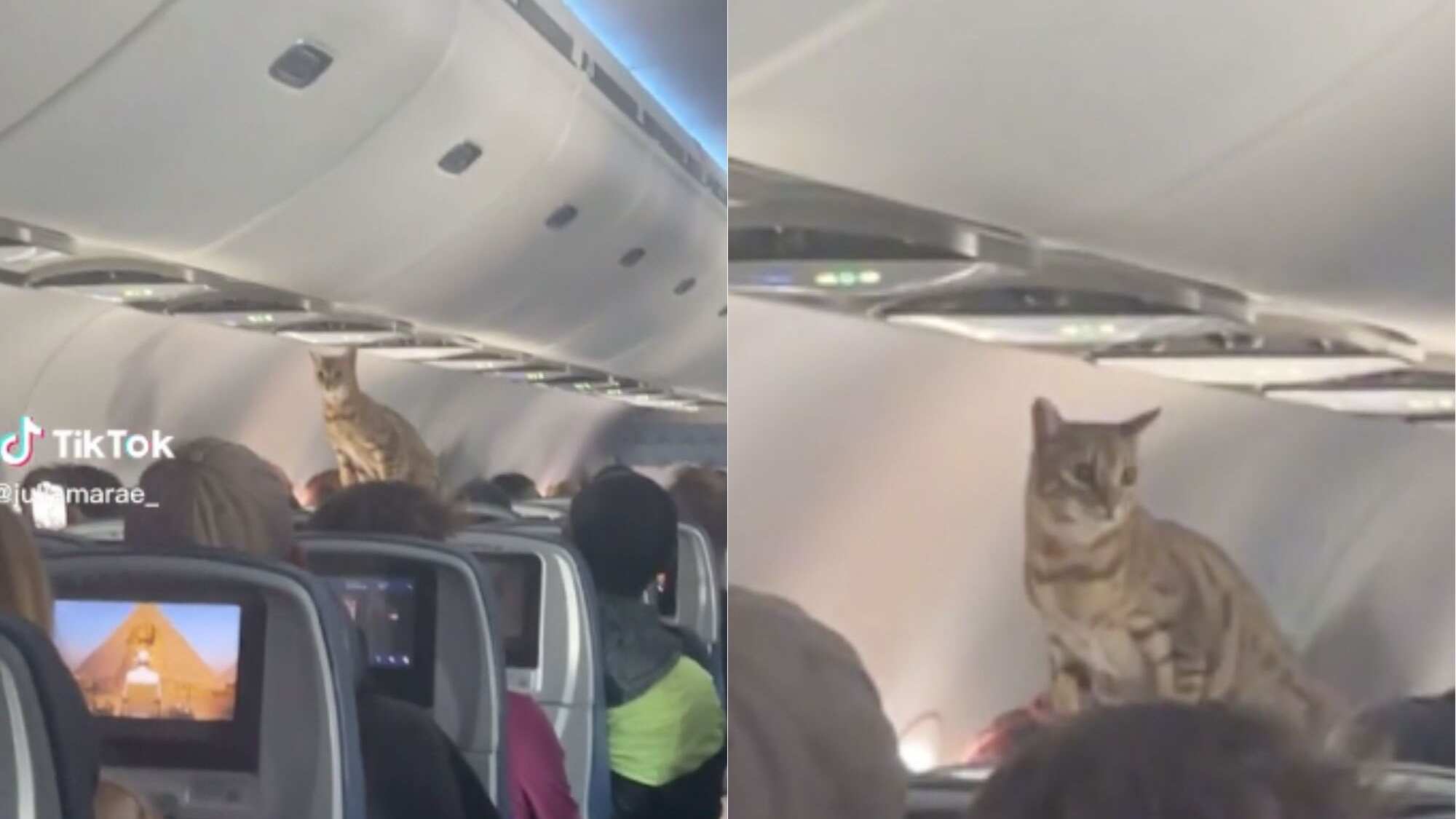 Gato en avión | TikTok