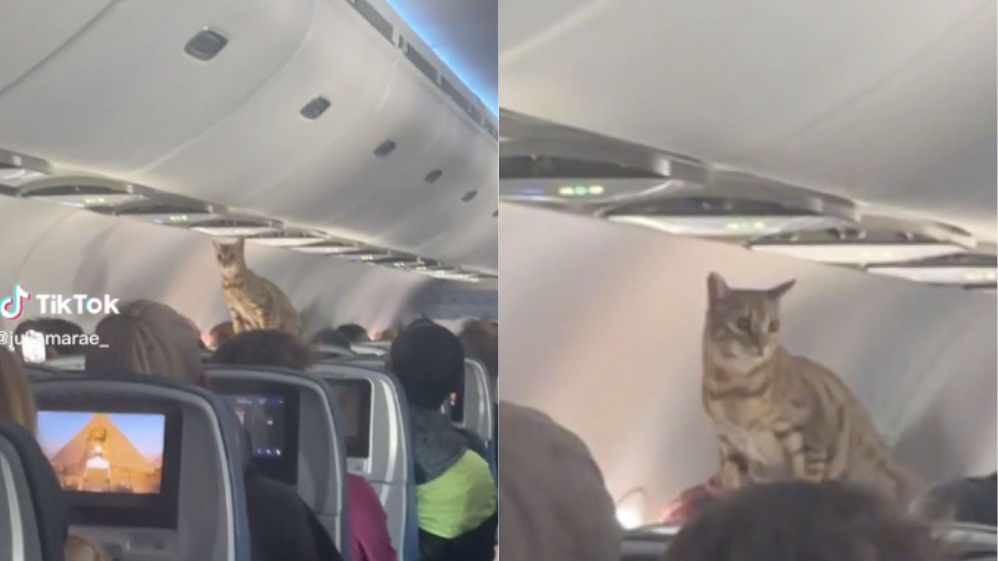 Gato en avión | TikTok