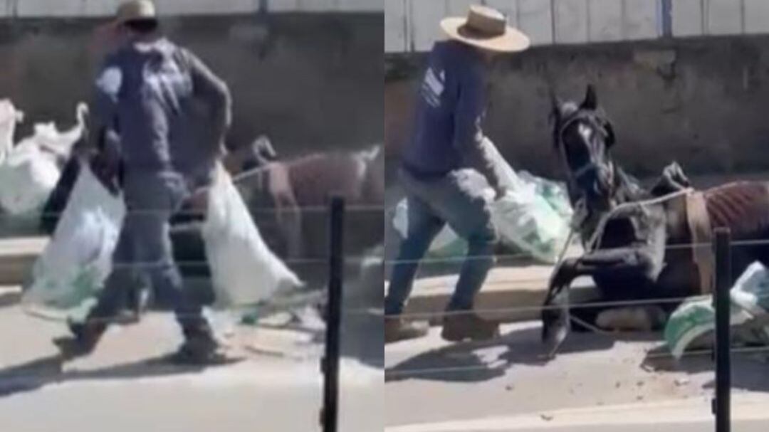 Captura Facebook, Maltrato animal en Villa Alemana