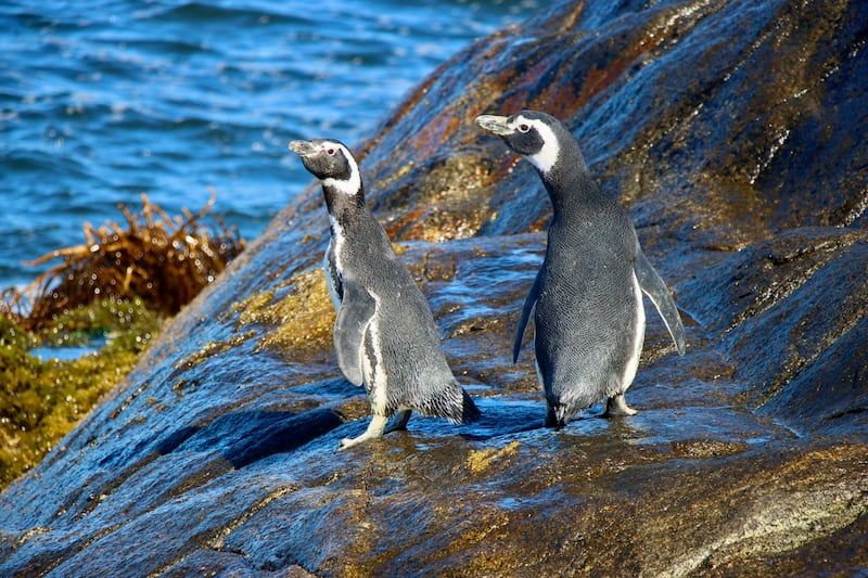 Se inicia restauración ecológica para proteger al pingüino de Humboldt en Isla Cachagua | Gentileza: Municipalidad de Zapallar