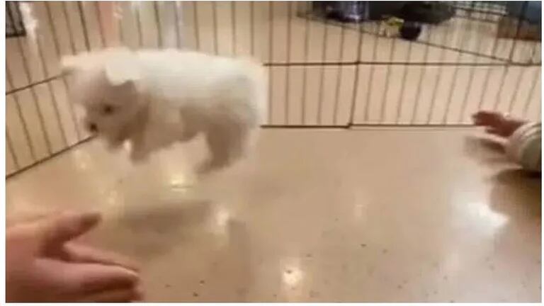 El perrito es totalmente adorable