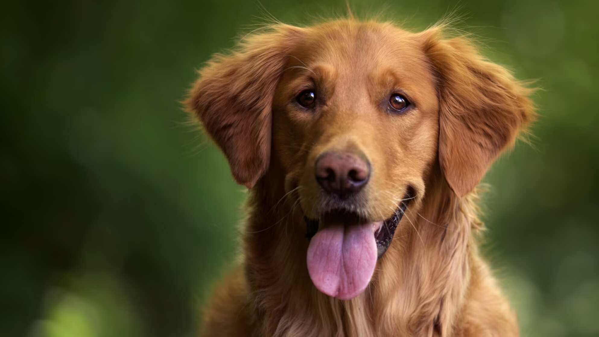 Las mascotas son muy especiales