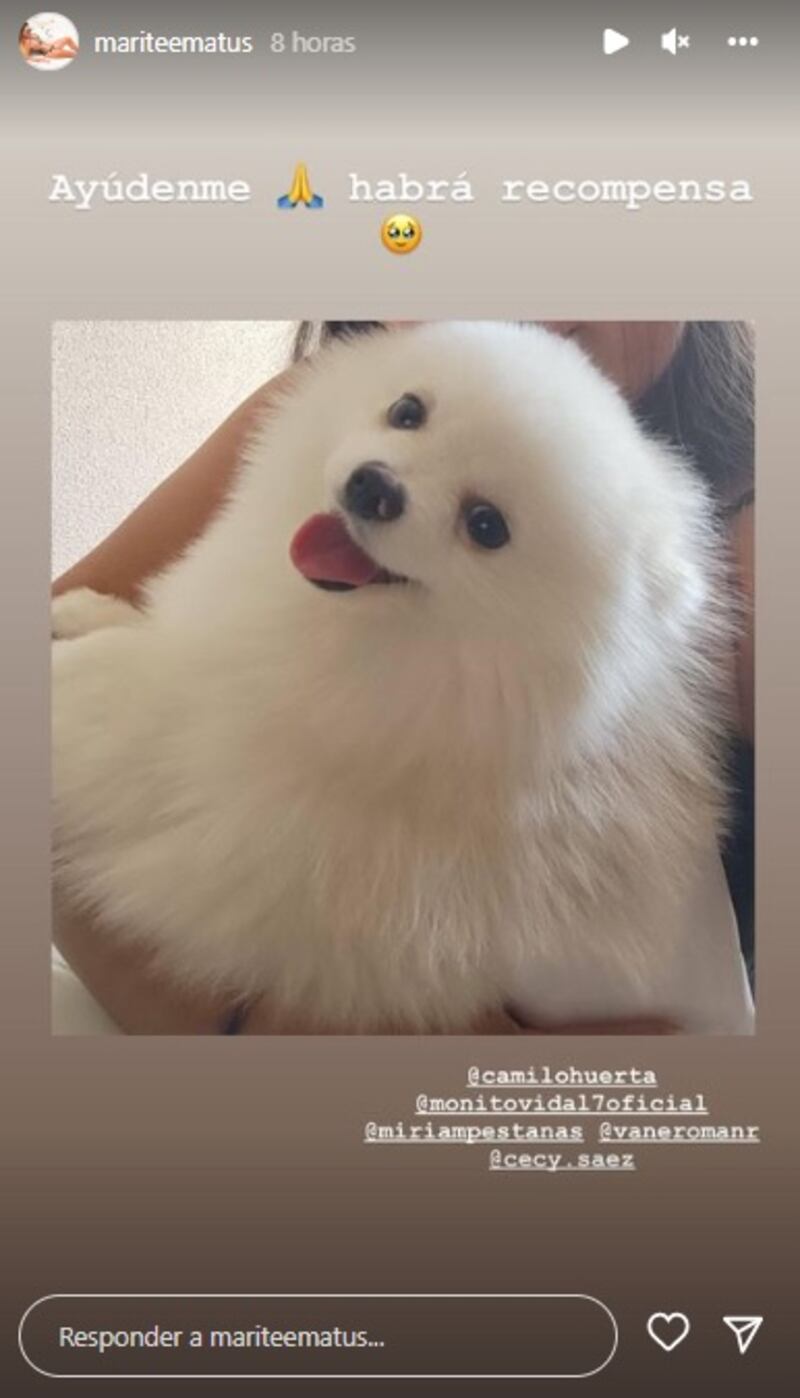 Marité Matus ofreció una recompensa para quienes le ayuden a encontrar a su mascota extraviada.