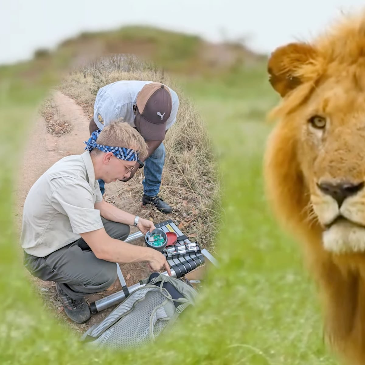 Rugido de león descubierto podría mejorar su conservación Rugido de león descubierto podría mejorar su conservación