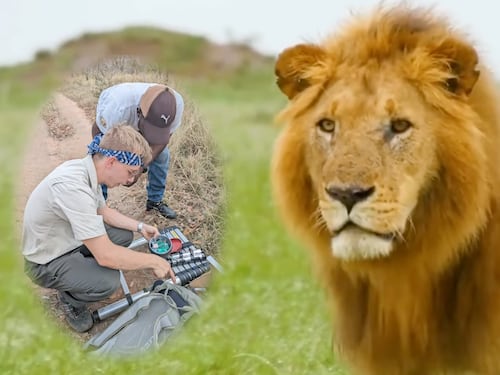 Descubren un nuevo tipo de rugido de león que podría transformar su conservación