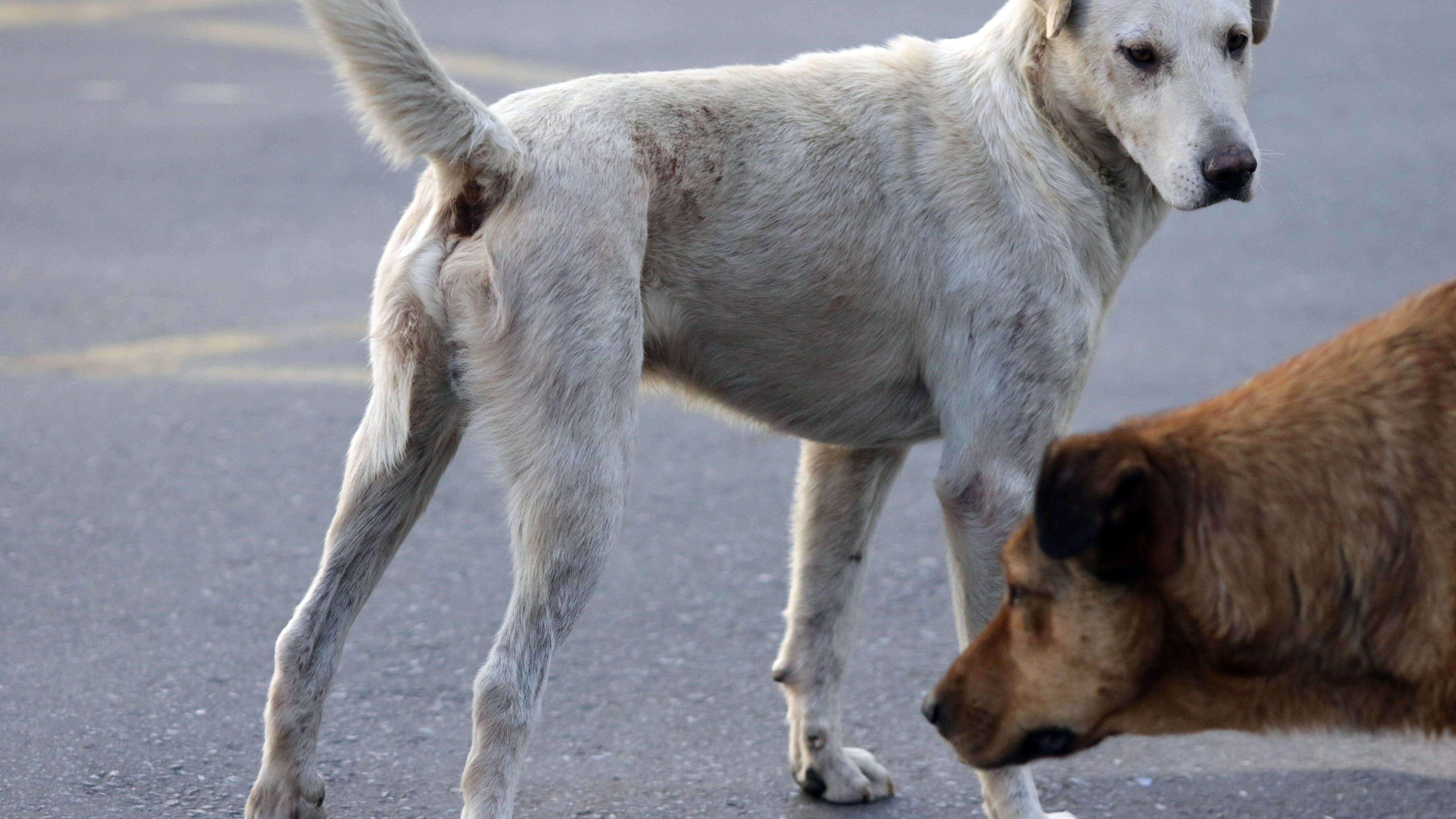 Imagen referencial canes