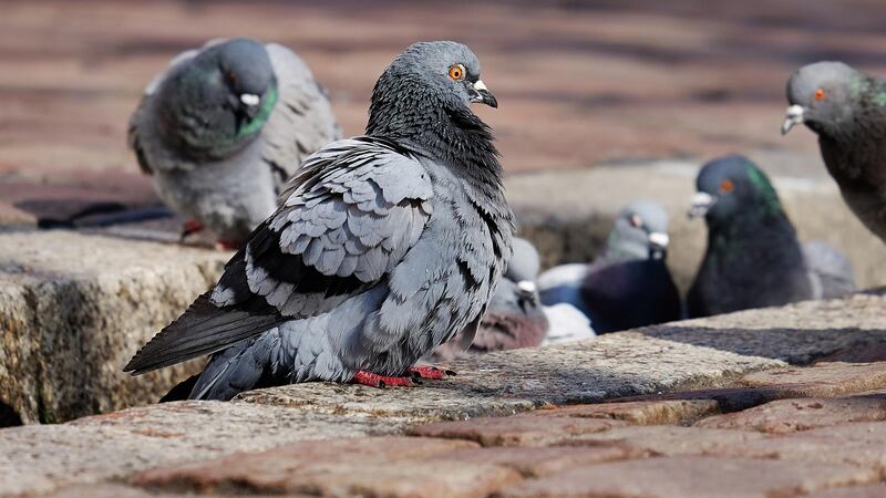 Palomas santiaguinas sorprenden a expertos: presentan altos niveles de plomo, uno de los elementos más peligrosos según la OMS