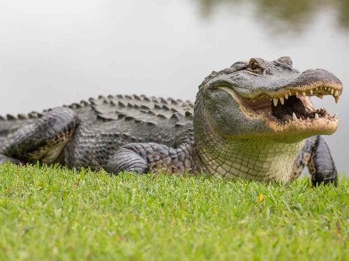 Australia no sólo lidia con olas de calor: lluvias monzónicas inundan las calles con cocodrilos y serpientes