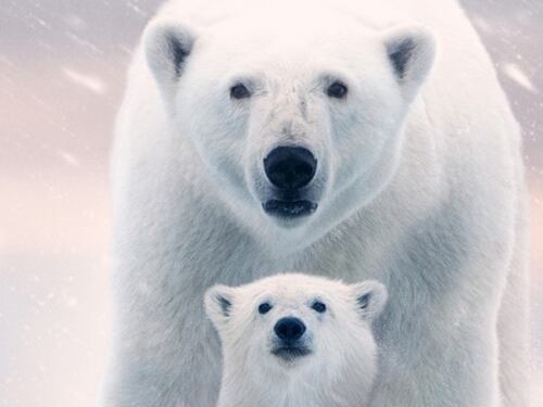 Osa Polar, un documental que deja un fuerte mensaje acerca del Cambio Climático