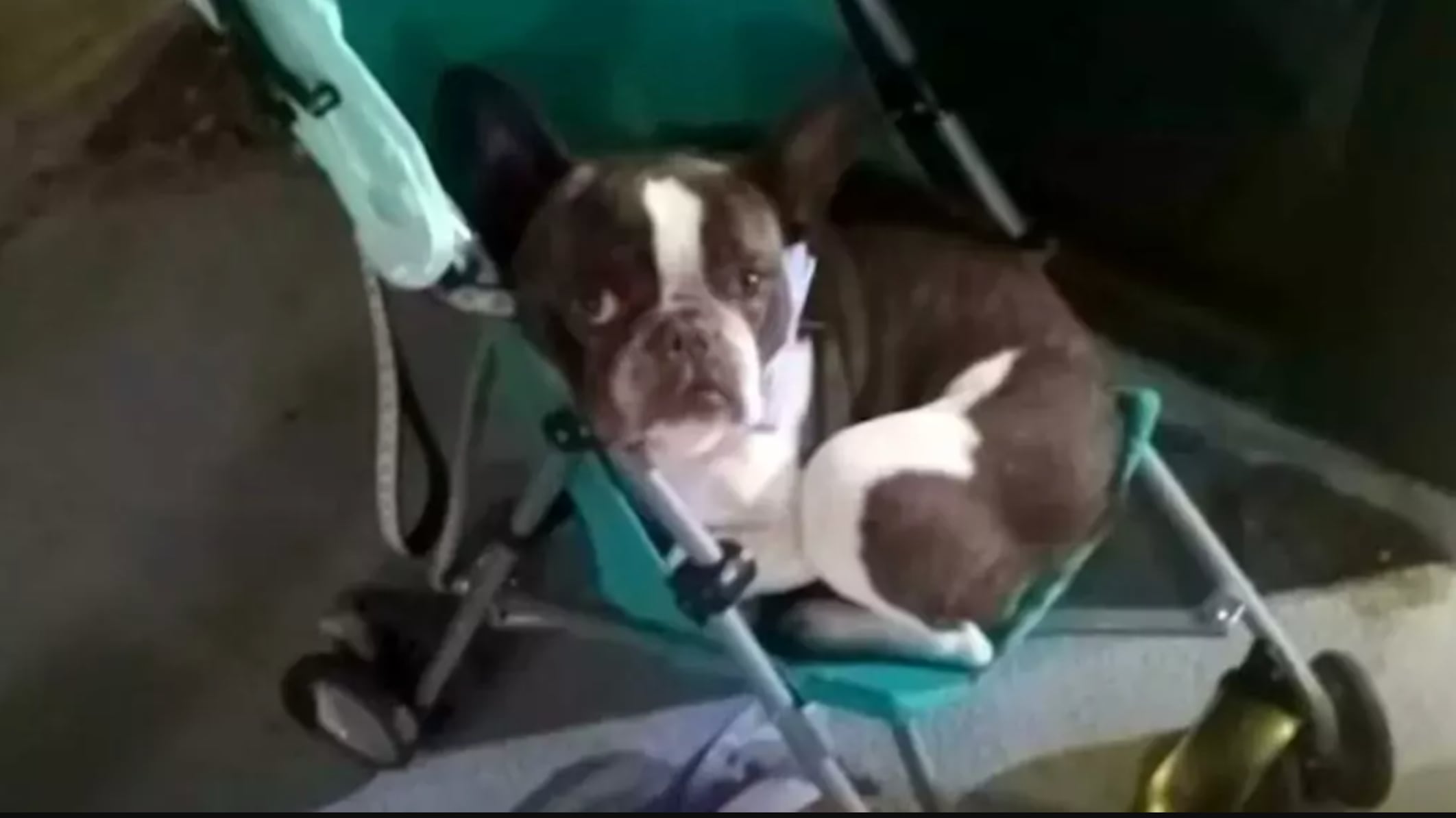 Abandonar una mascota debe ser el acto más doloroso