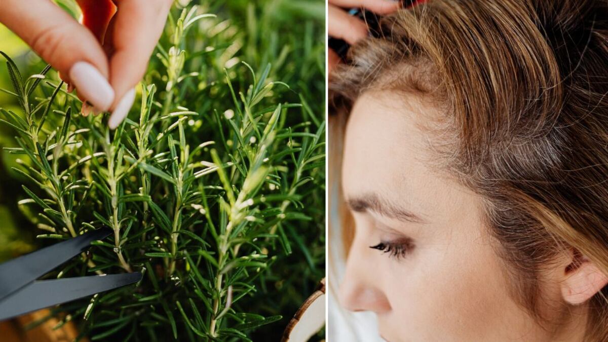 El romero tiene un poder para oscurecer el cabello