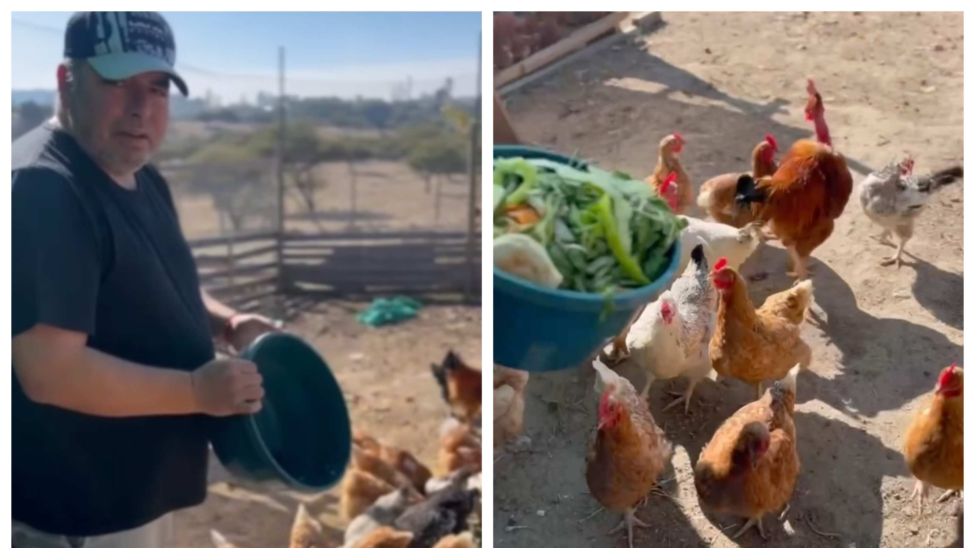El humorista mantiene a sus gallinas en su casa de Litueche junto a 18 perros.