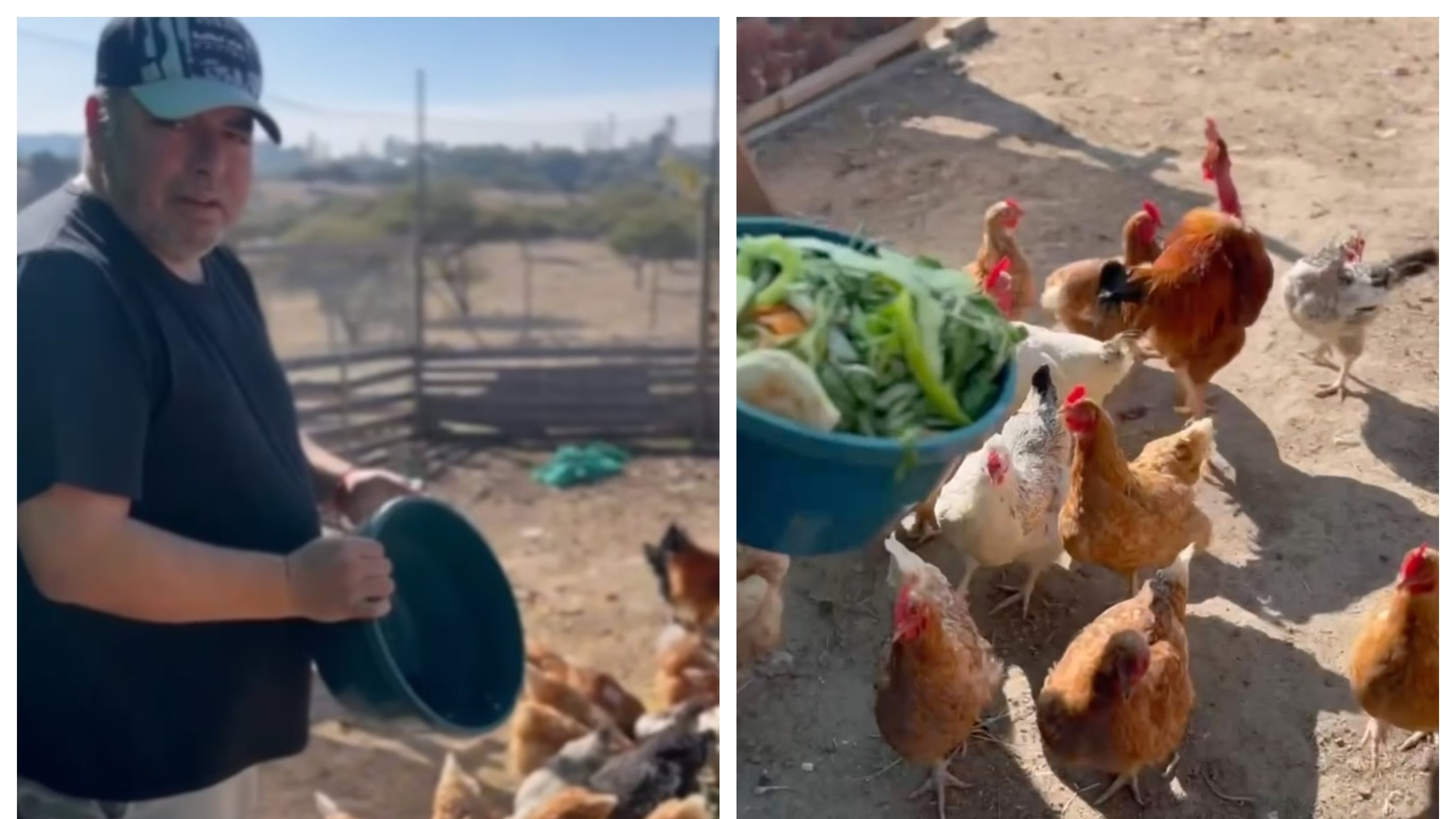 El humorista mantiene a sus gallinas en su casa de Litueche junto a 18 perros.