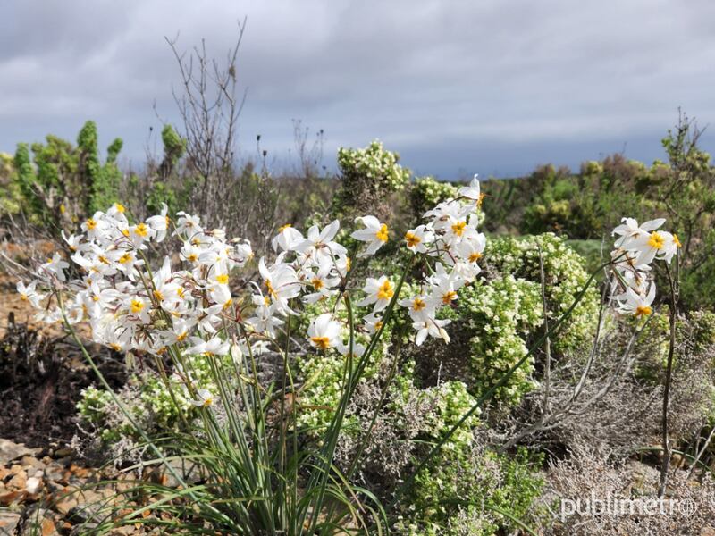 Primeros brotes comienzan a dar la bienvenida al Desierto Florido 2022