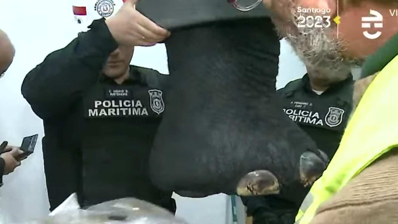 Empresario intentó ingresar un elefante