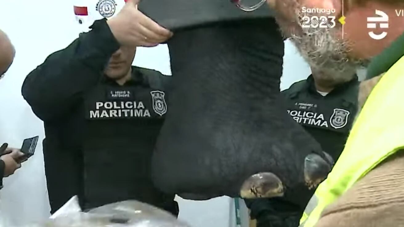 Empresario intentó ingresar un elefante