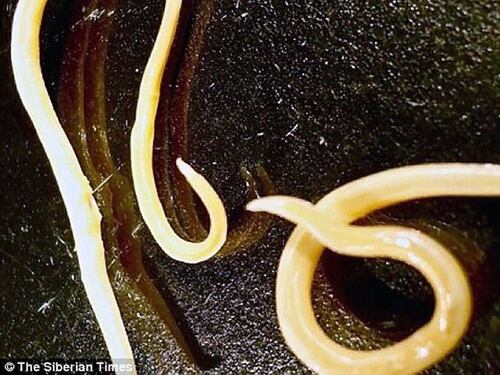 Resucitan a gusanos congelados desde hace 42 mil años
