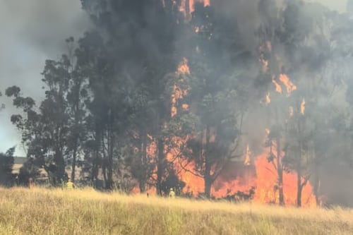 “No olvides a tu mascota”: Senapred ordena evacuar por incendios forestales en RM y Valparaíso