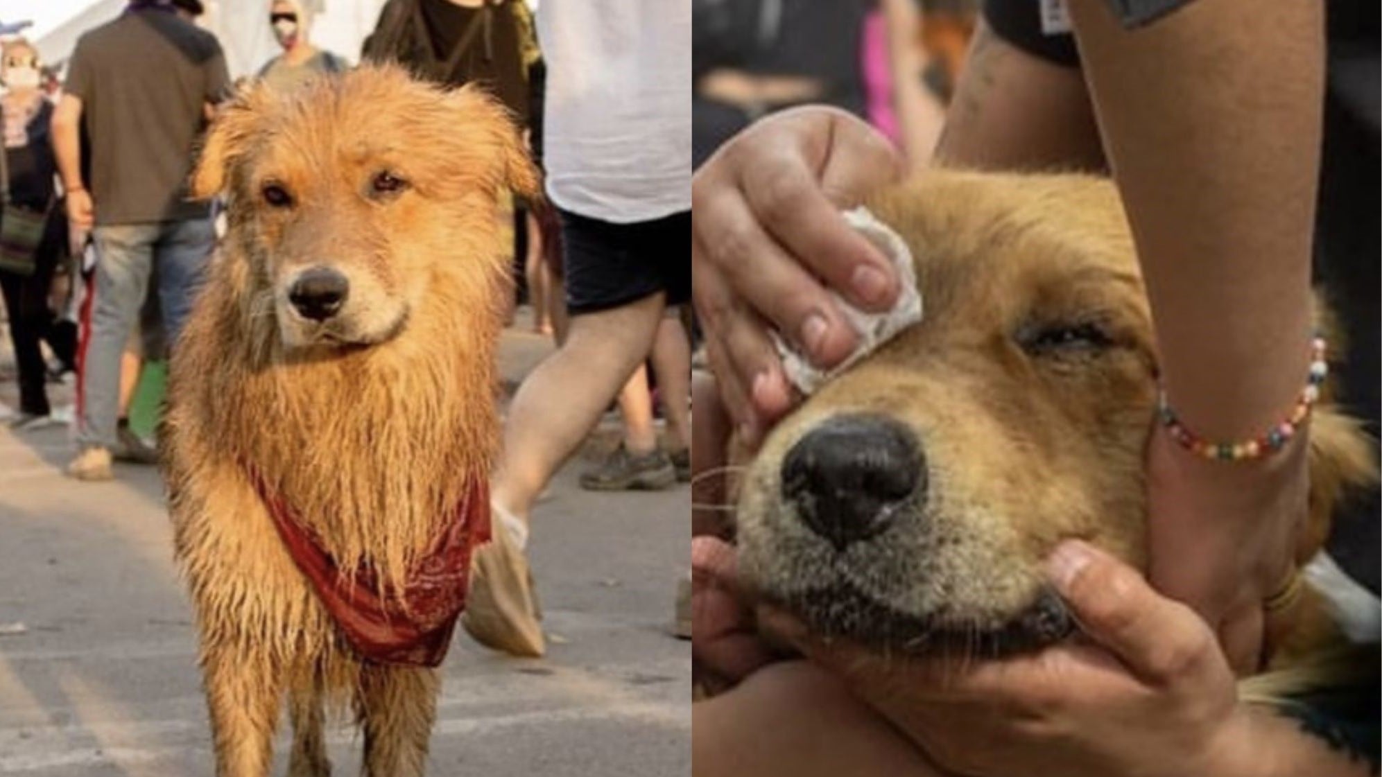 “Rucio Capucha” - Perro famoso en el Estallido Social | Captura