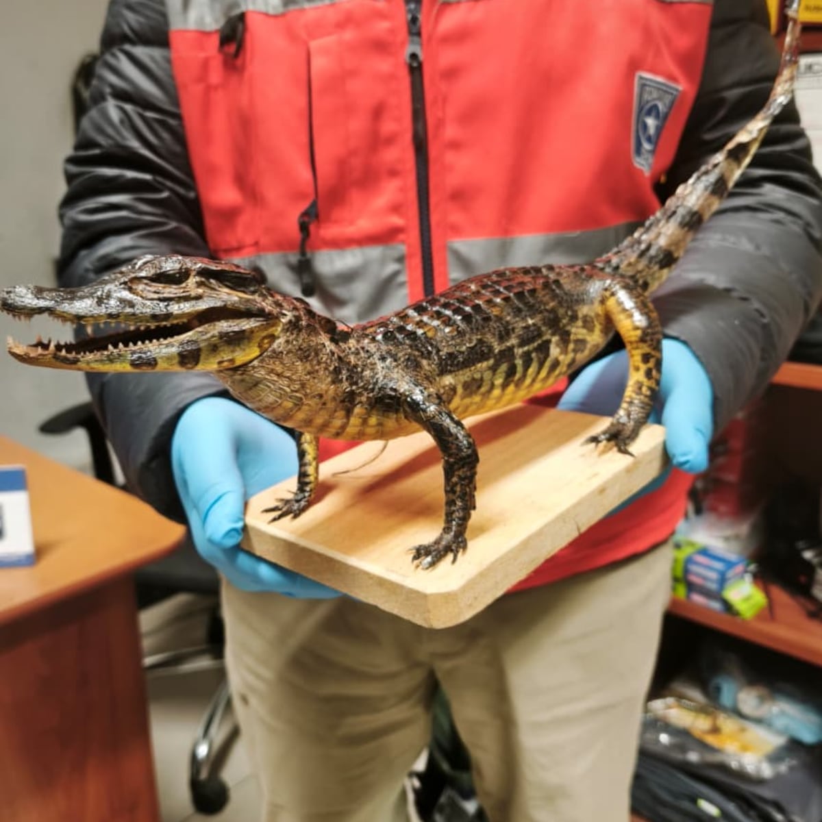 Aduanas descubre yacaré bebé disecado en equipaje en Arica Aduanas descubre yacaré bebé disecado en equipaje en Arica