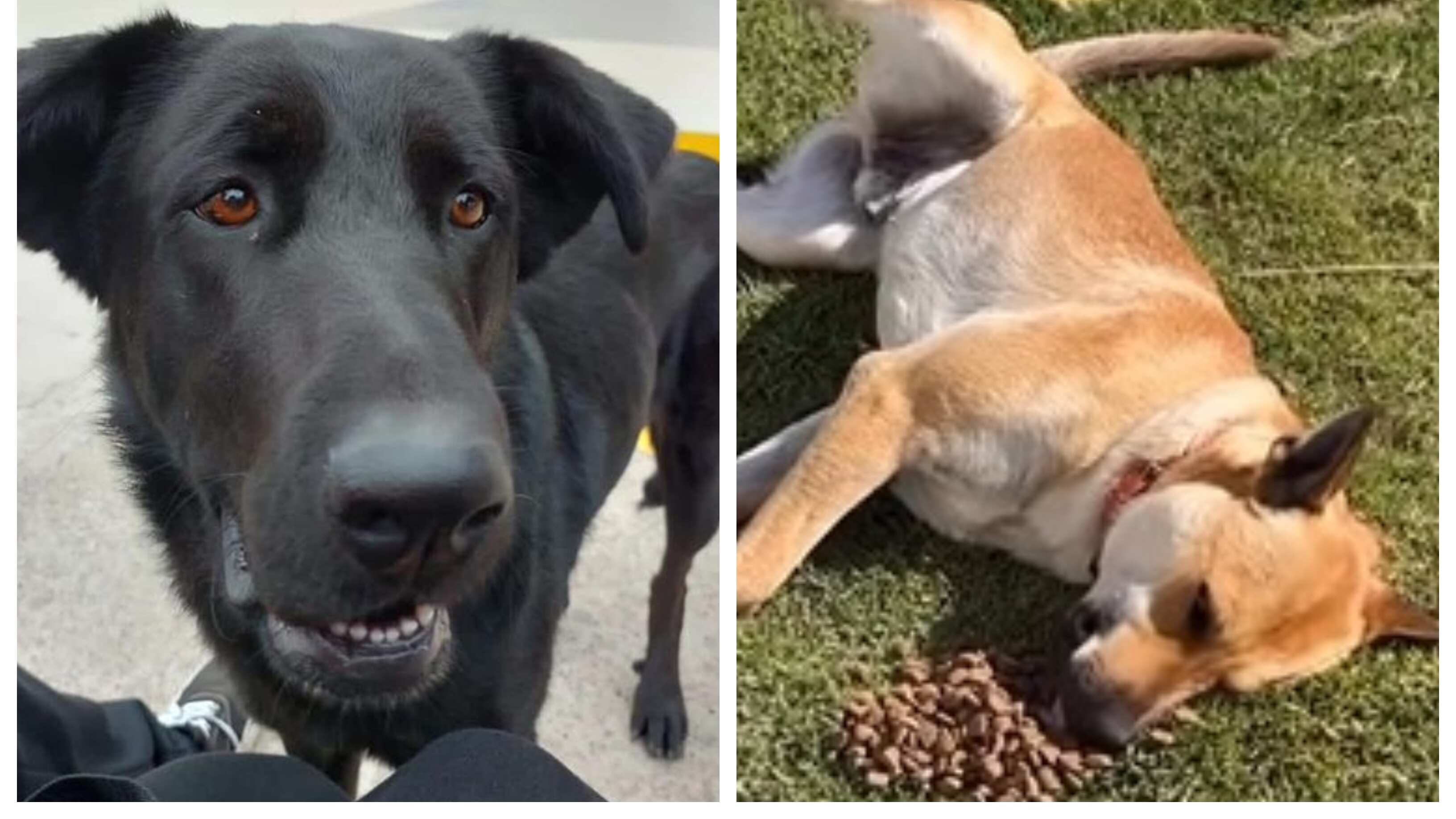 Los canes fueron asesinados, presumiblemente, para ser utilizados en una clase de la carrera de Medicina Veterinaria de la Universidad del Alba.