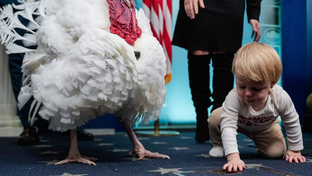 Pavos en el Día de Acción de Gracias