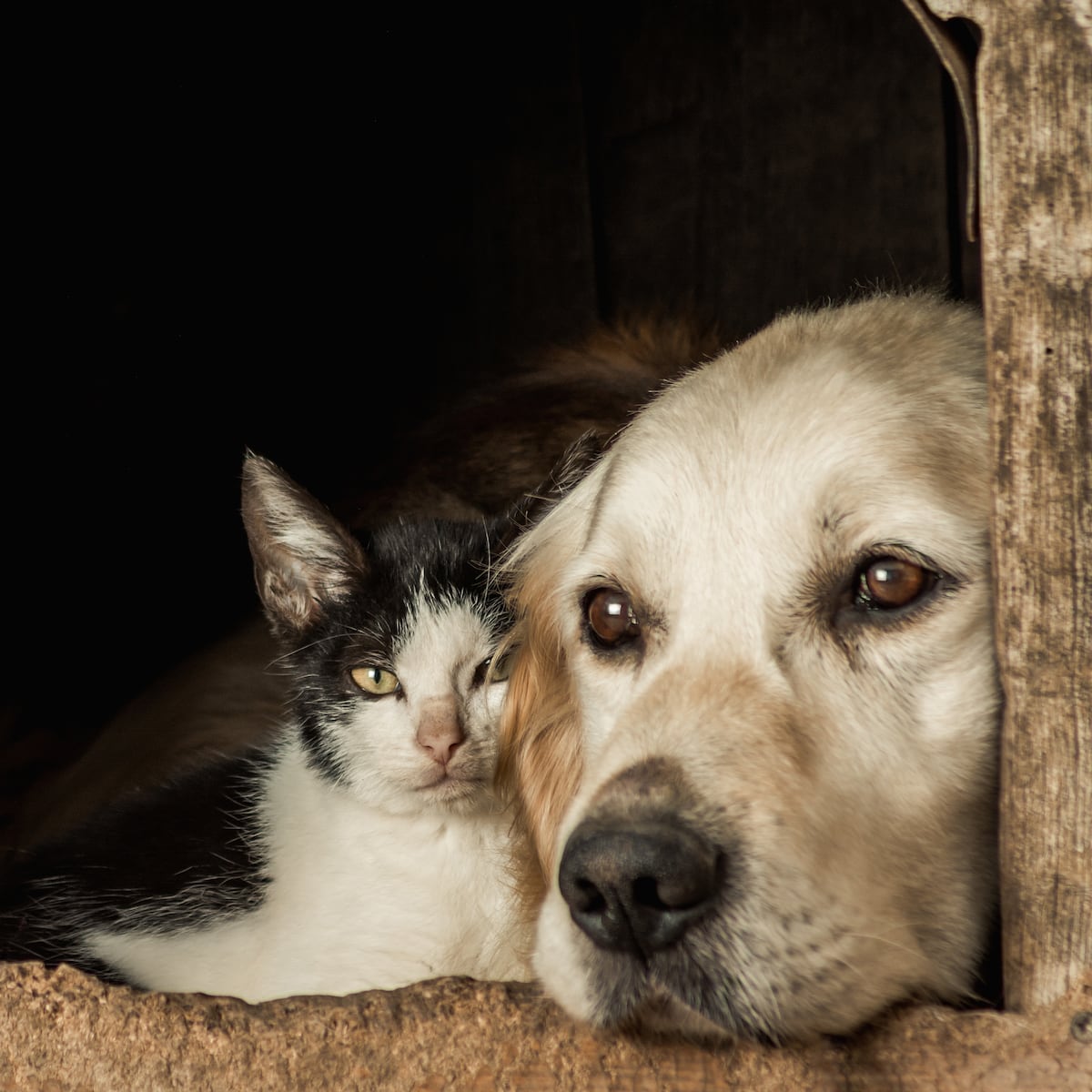 Gobierno retira reglamento de la Ley Cholito Gobierno retira reglamento de la Ley Cholito