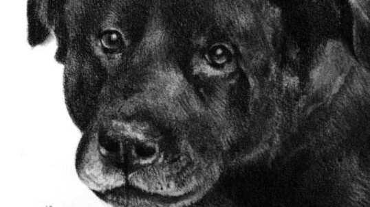 Brutal caso en Mulchén.