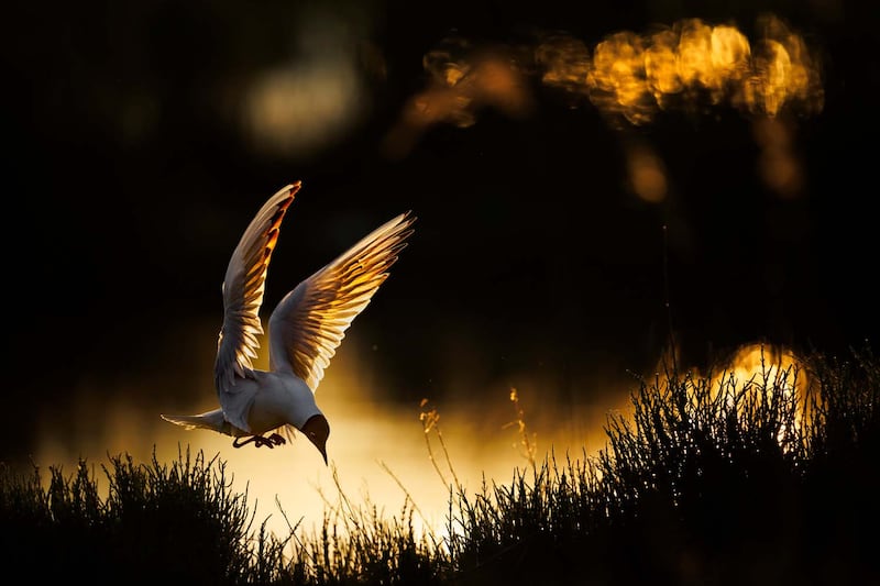 El concurso GDT Nature Photographer of the Year 2026 volvió a deslumbrar al mundo con una colección de fotografías que combinan arte, paciencia y conciencia ambiental. Foto: cortesía.