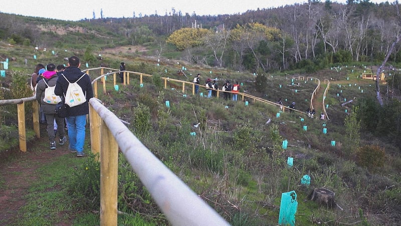 Reforestación Parque Coyanmahuida Foto: Benjamín Valdivia